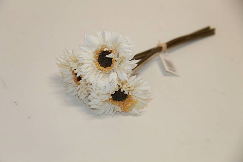 GERBERA X 3 • ': CREAM.