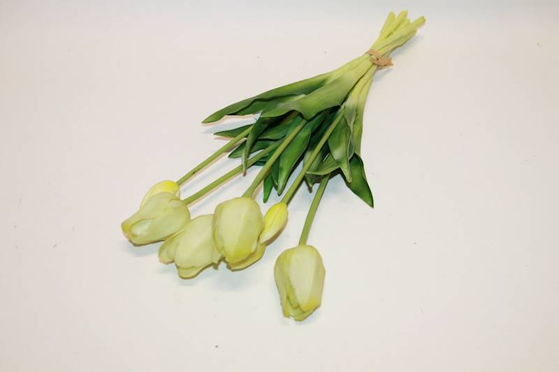TULIPAN GUMA X7 ZIELONY