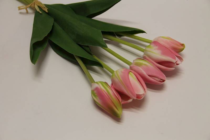 TULIPAN X 5 PIANKA • ": RÓŻOWY