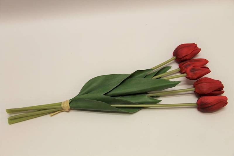 TULIPAN X 5 PIANKA • ": CZERWONY
