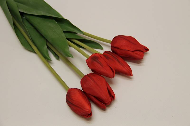TULIPAN X 5 PIANKA • ": CZERWONY