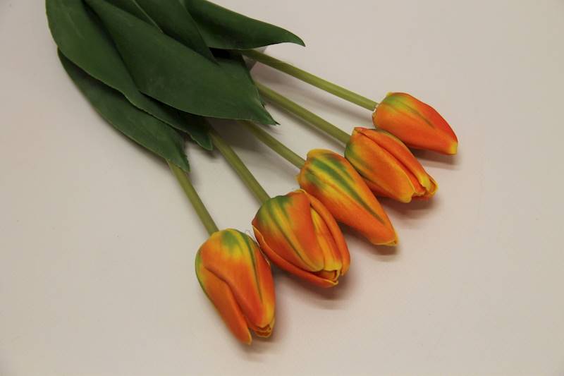 TULIPAN X 5 PIANKA • ": POMARAŃCZOWY