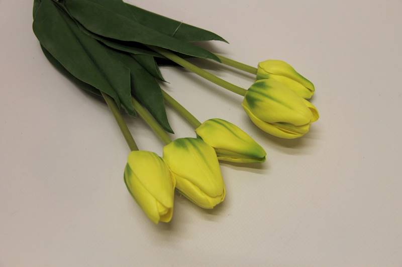 TULIPAN X 5 PIANKA • ": ŻÓŁTY.