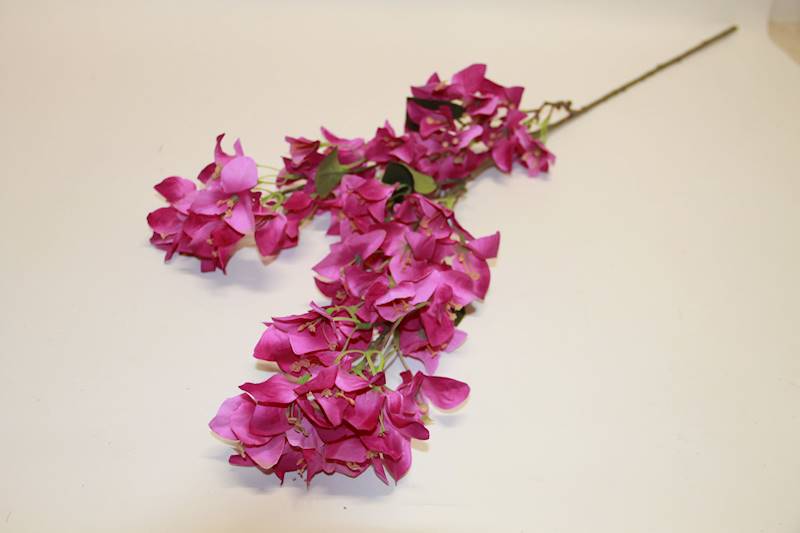 BUGENVILLA VIOLET