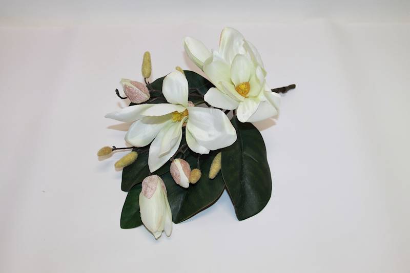 MAGNOLIA KRÓTKA