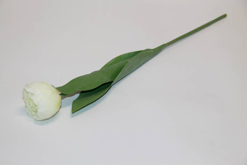 TULIPAN - BIAŁY