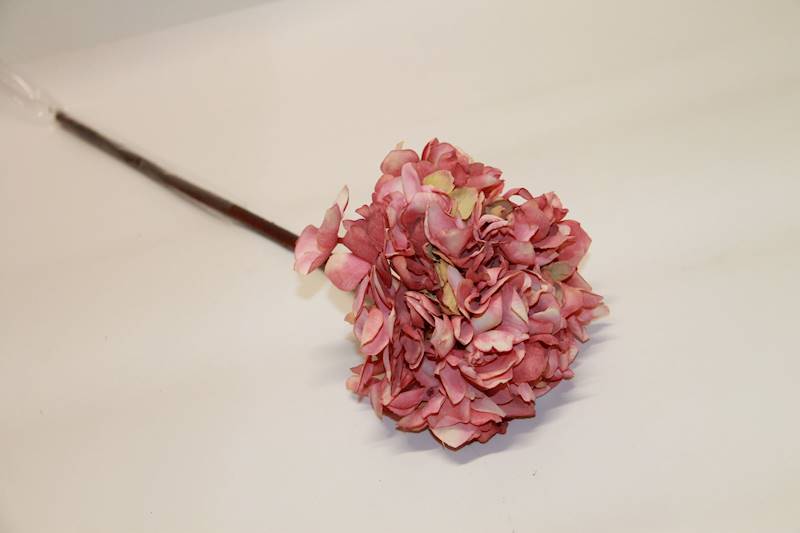 HORTENSJA POJ. DIRTY PINK
