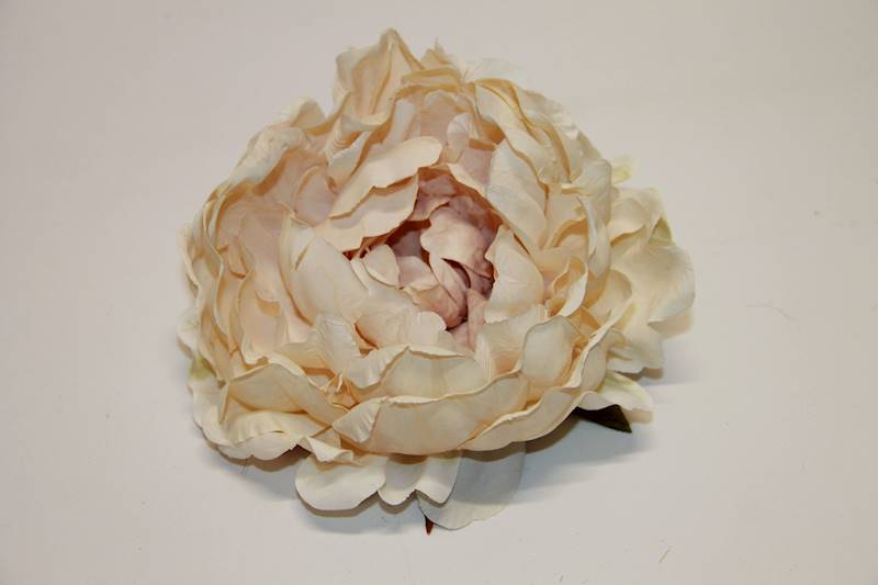 PEONIA WYROBOWA CREAM