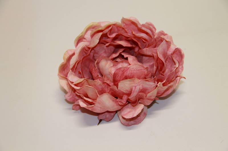 PEONIA WYROBOWA CHERRY