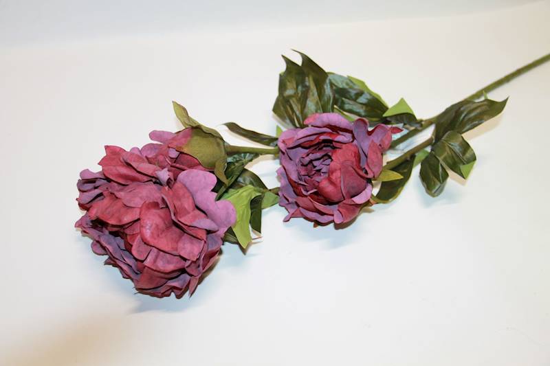 PEONIA GAŁĄZKA X 3 KOL. MIX