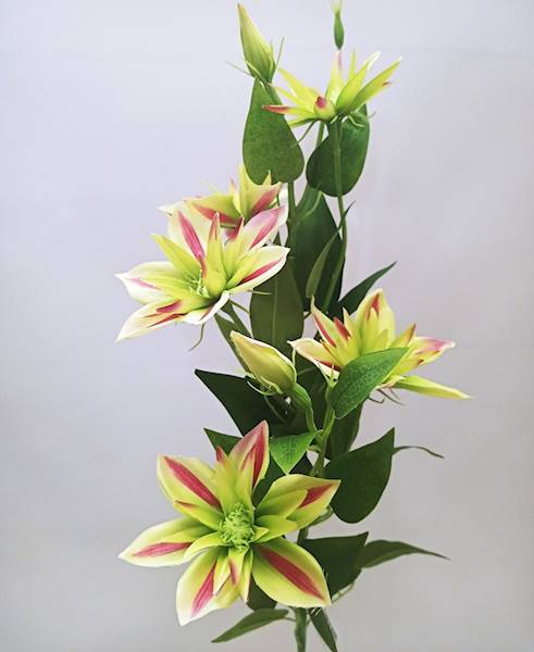 KLEMATIS GAŁĄZKA • ,;: #1800A GREEN BEAUTY