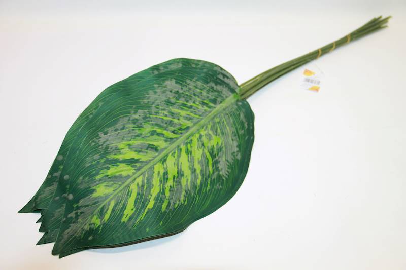 LIŚĆ OMSZAŁY CALATHEA