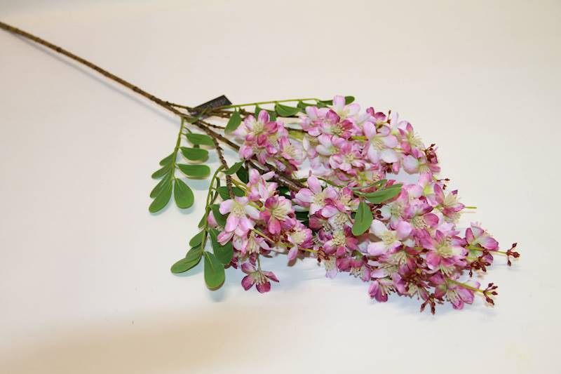 ROBINIA ROSE