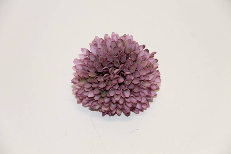 CZOSNEK WYROBOWY  • ': #5 PLUM