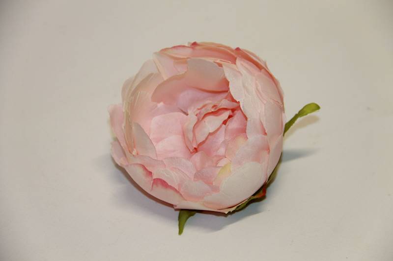 PEONIA wyr. lt.pink 9 CM