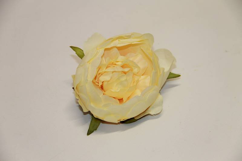 PEONIA wyr. cream 9 CM