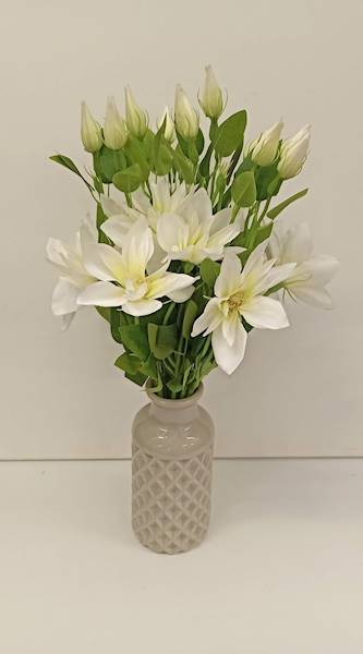 KLEMATIS PIK • ,;: CREAM