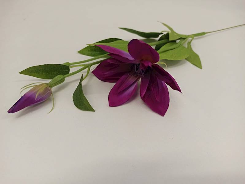KLEMATIS PIK • ,;: #683D PURPLE