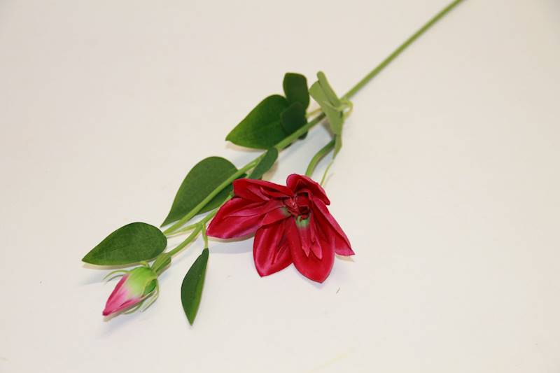 KLEMATIS PIK • ,;: #2383 BEAUTY