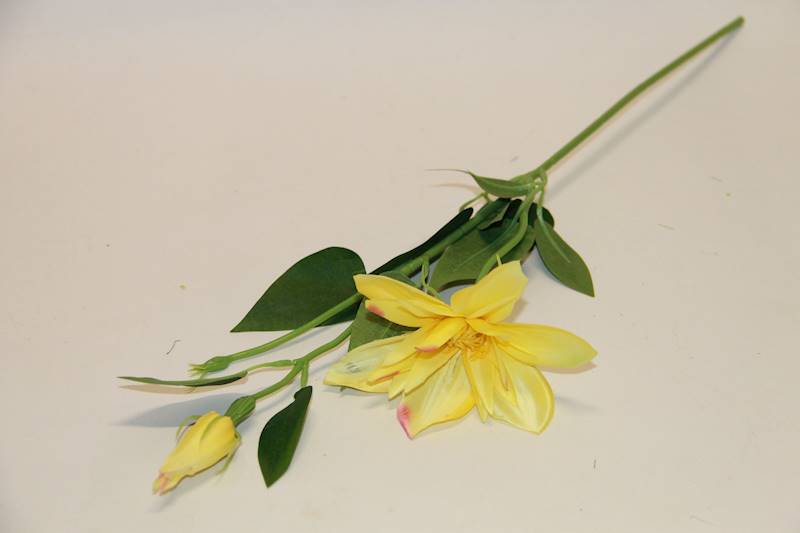 KLEMATIS PIK • ,;: #2931 LEMON