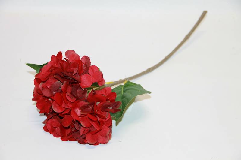 HORTENSJA POJ. RED