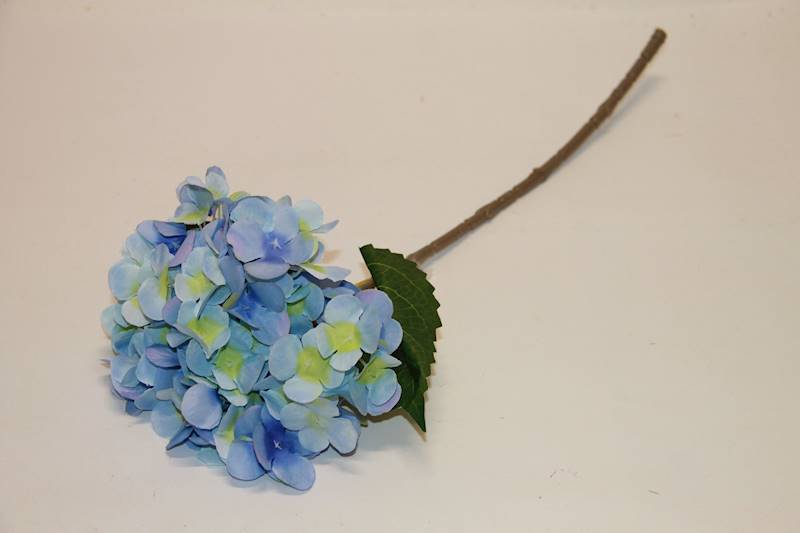 HORTENSJA POJ. BLUE