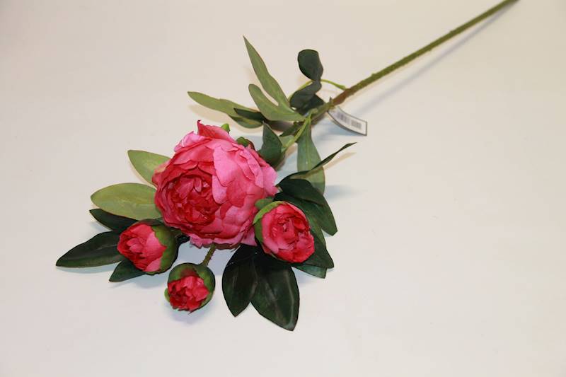 PIWONIA GAŁ. ROSE RED
