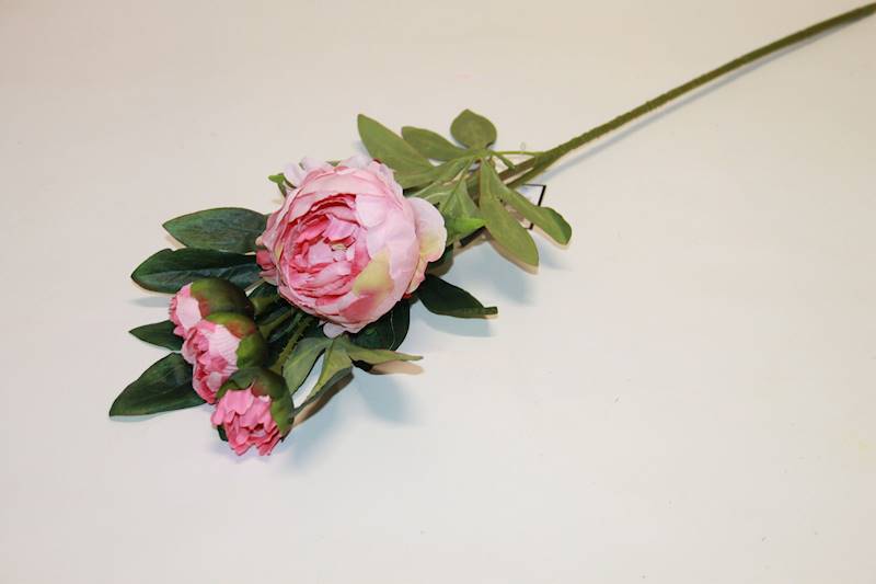 PIWONIA GAŁ. PINK