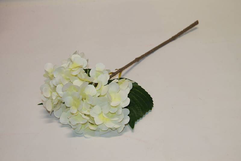 HORTENSJA POJ. WHITE