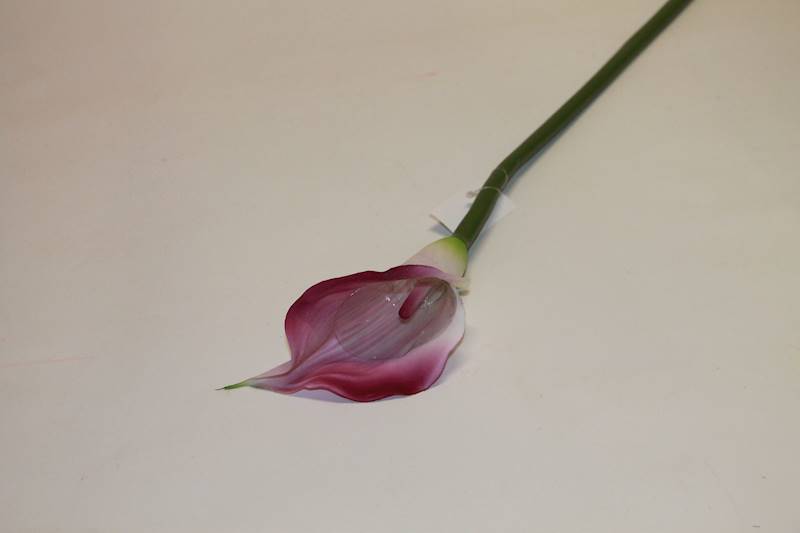 KALLA POJ. GUMA CREAM BEAUTY