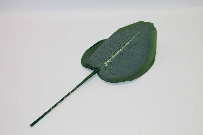 LIŚĆ ŻABKA GREEN FLOK