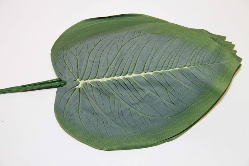 LIŚĆ ŻABKA GREEN FLOK
