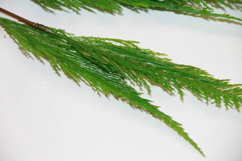 PAPROTKA X 7 • ': GREEN.