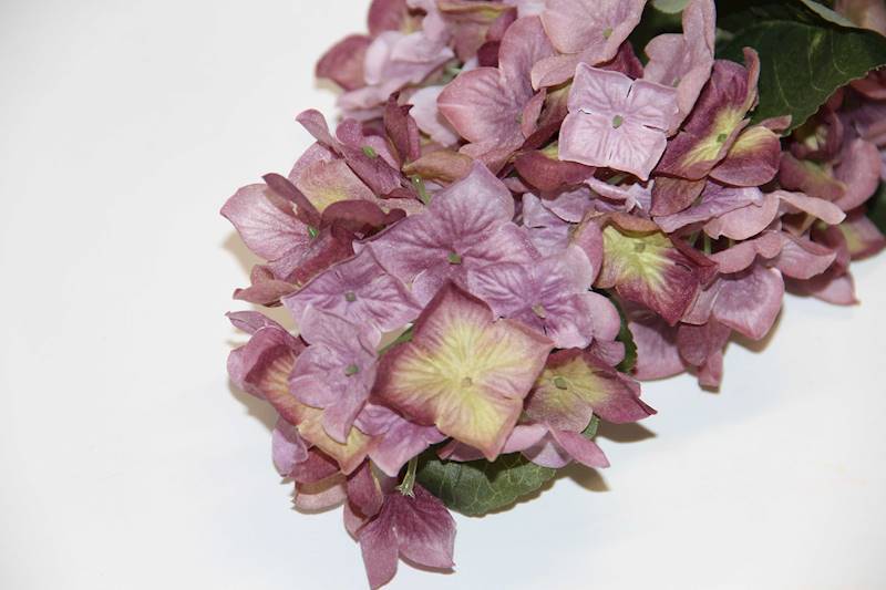 HORTENSJA NA ŁODYDZE X 5 KWIATY  • ': VIOLET/CREAM.