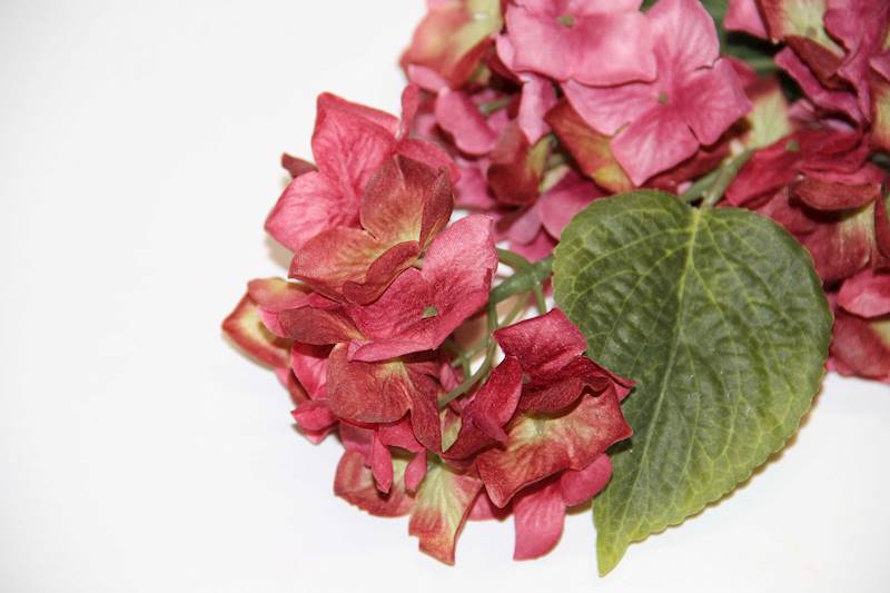 HORTENSJA NA ŁODYDZE X 5 KWIATY  • ': AUTUMN PINK