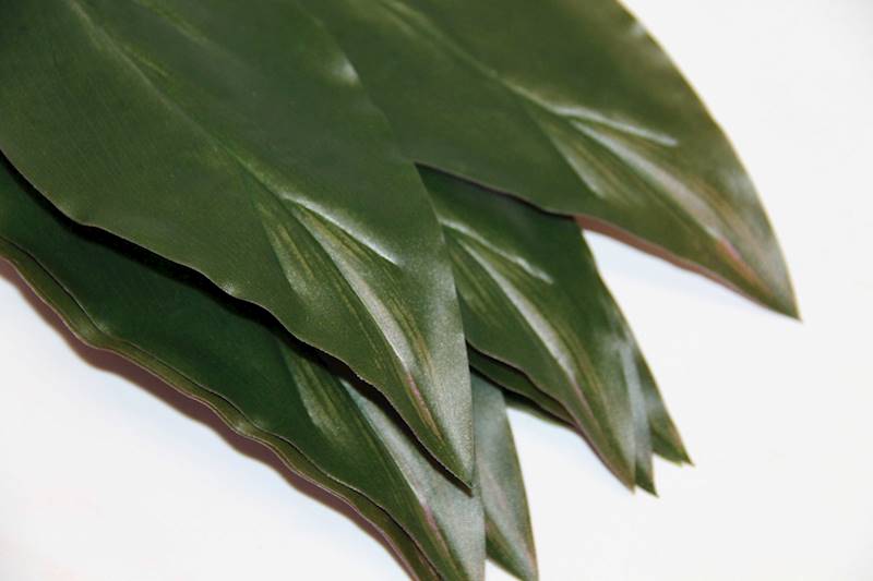LIŚĆ DRACENA 56 CM