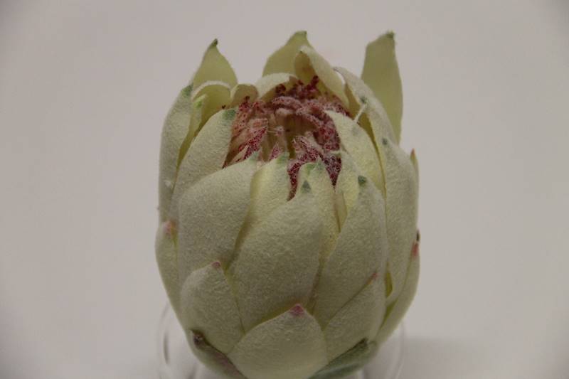 KARCZOCH FLOK • ': CREAM/PINK..