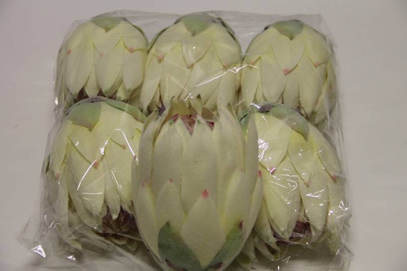 KARCZOCH FLOK • ': CREAM/PINK..
