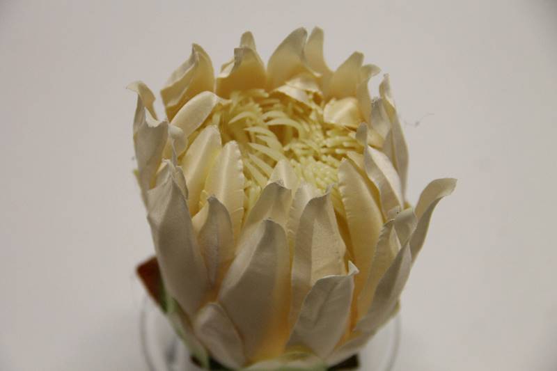 KARCZOCH • ': CREAM.