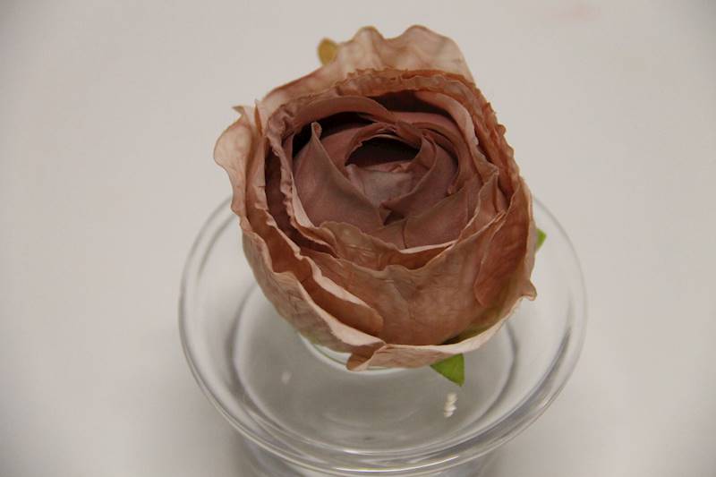 RÓŻA WYROBOWA • ,;: #3223 DELICATE BROWN