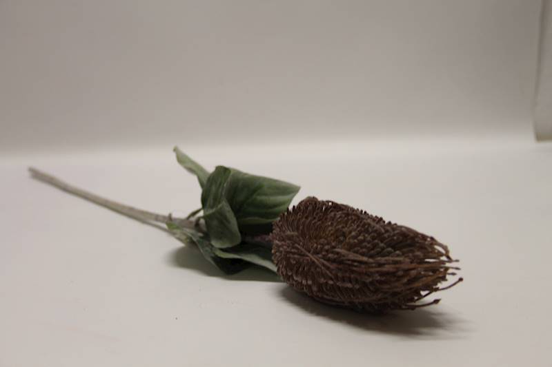 PROTEA GAŁĄZKA • ,;: #154 DELICATE BROWN