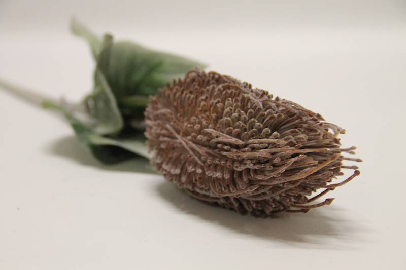 PROTEA GAŁĄZKA • ,;: #154 DELICATE BROWN