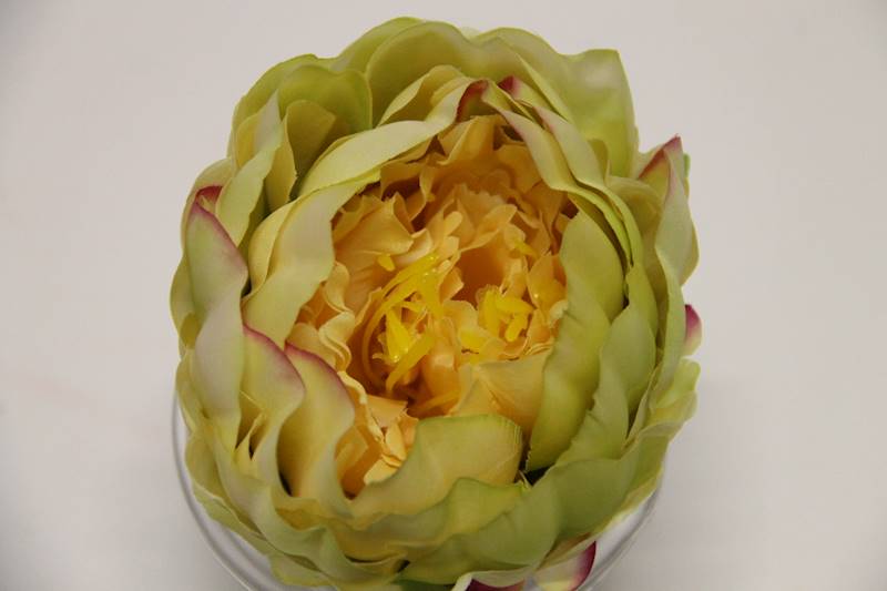PIWONIA WYROBOWA • ': YELLOW/LT.YELLOW/PINK/GREEN
