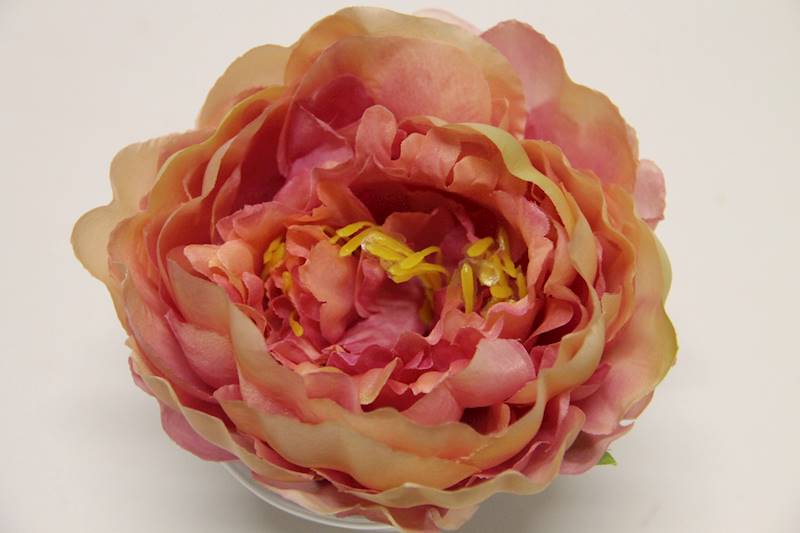 PIWONIA WYROBOWA • ': PINK/LT.PINK/VIOLET
