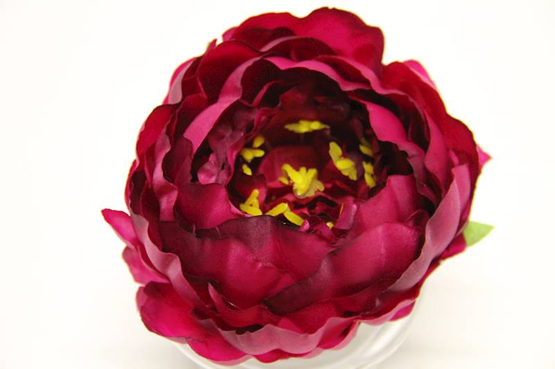 PIWONIA WYROBOWA • ': PURPLE