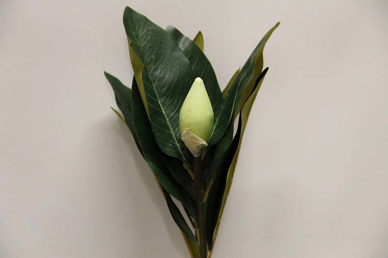 MAGNOLIA GAŁĄZKA 75 CM