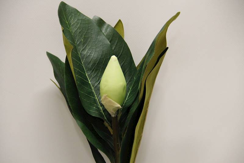 MAGNOLIA GAŁĄZKA 75 CM