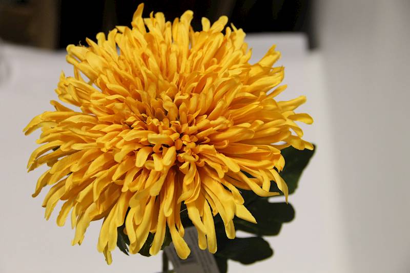 CHRYZANTEMA GAŁĄZKA • ,;: AUTUMN YELLOW