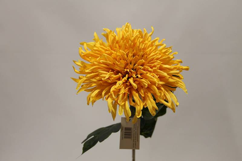 CHRYZANTEMA GAŁĄZKA • ,;: AUTUMN YELLOW