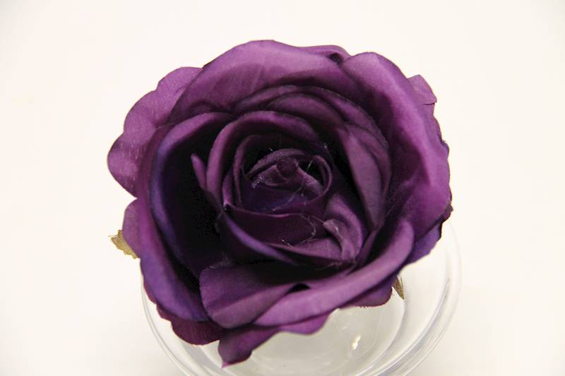 RÓŻA GŁÓWKA 8 CM PLUM